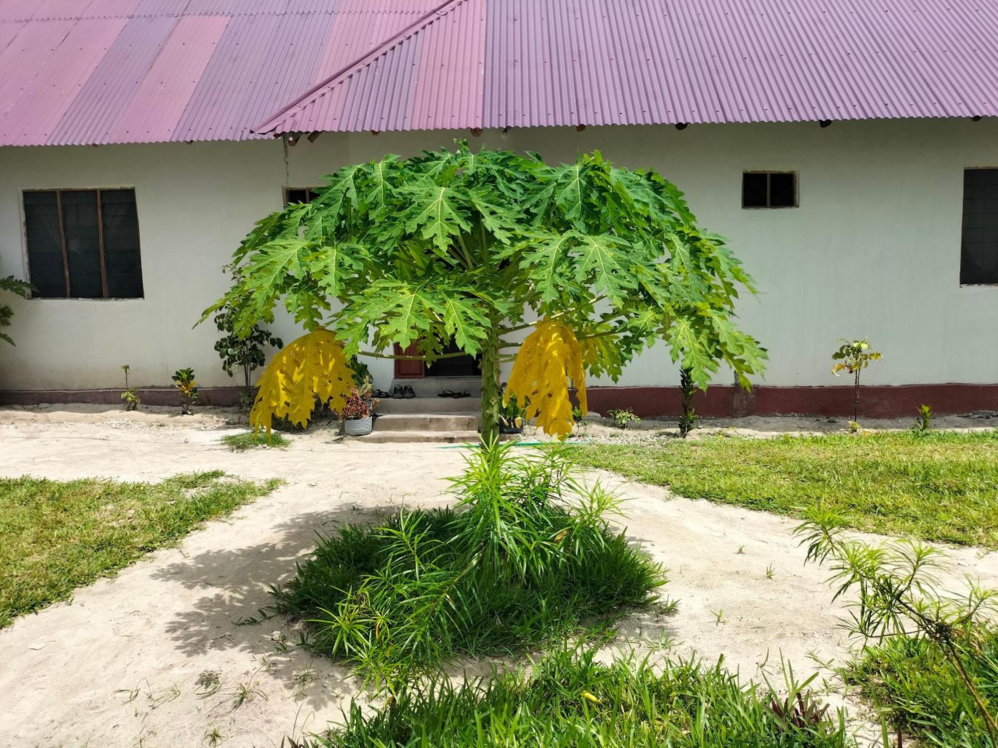 Mambo Leo Hostel Paje Exterior photo