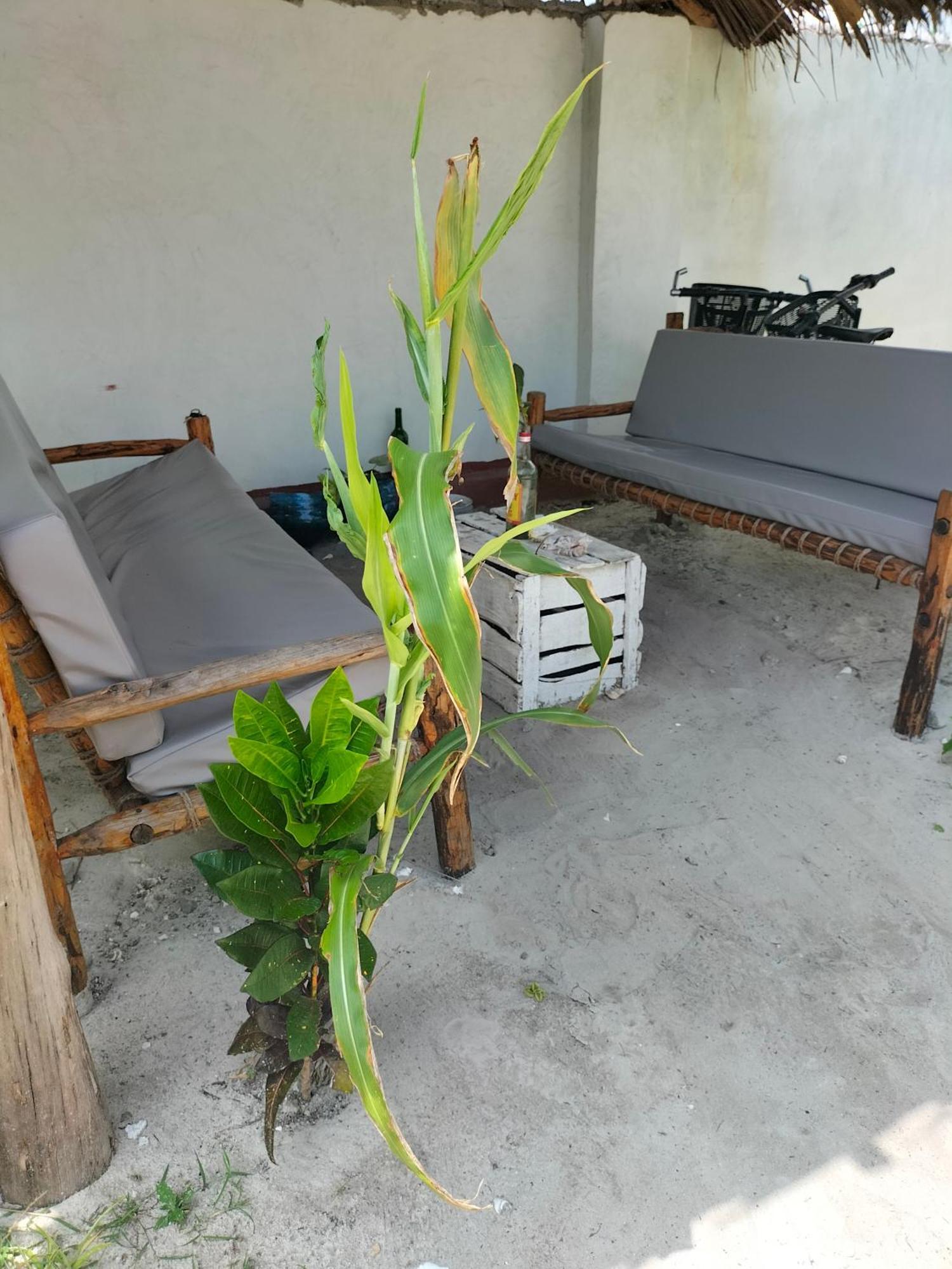 Mambo Leo Hostel Paje Exterior photo